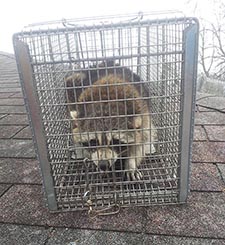 raccoon trapping Pewaukee