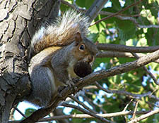 squirrels in attic Pewaukee